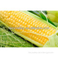 Heirloom Corn Seeds For Sale-Pioneer Corn Seed